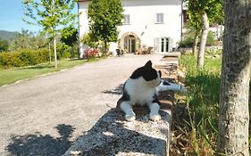 Le Piracante
